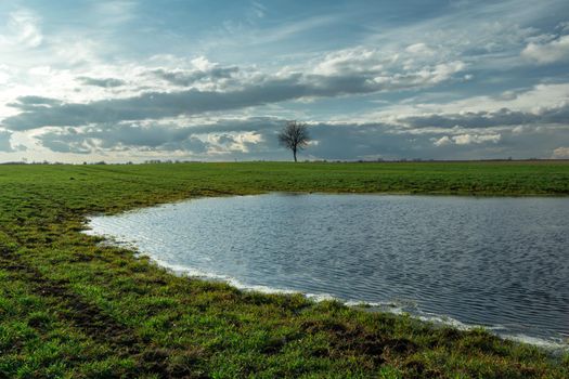 Rainwater on a green meadow and a lonely tree