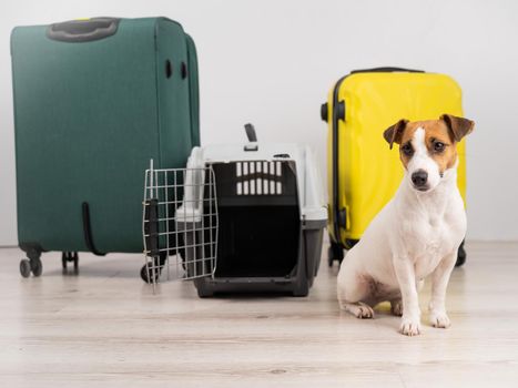 Jack russell terrier dog sits by suitcases and travel box. Ready for vacation.