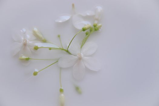 Delicate white flowers in a therapeutic milk bath