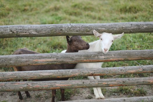 Goat on a farm. Agriculture, domestic cloven-hoofed animals.