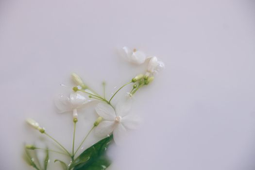 Delicate white flowers in a therapeutic milk bath