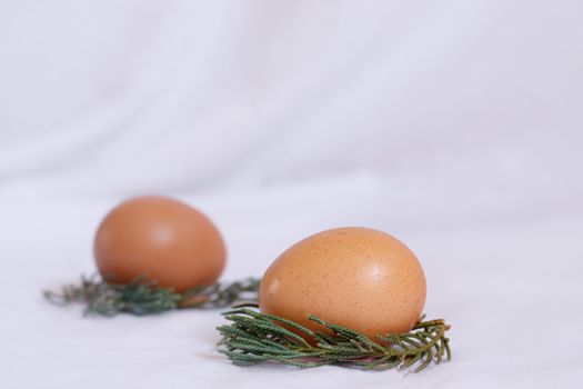 Eggs Nesled in Spruce Leaves