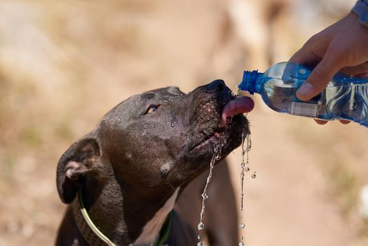 Cropped shot of a dog drinking water from his owners bottle while running in the woods.