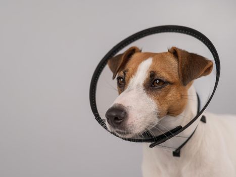 Jack Russell Terrier dog in plastic cone after surgery. Copy space.