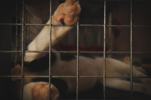 A rescued cat's paw against a cage