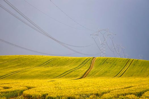 High voltage electric pole and transmission lines over golden wheat field with road