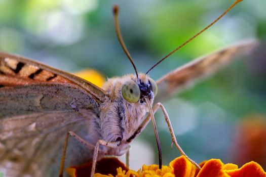 Amazing macro of a colorful butterfly on a flower  with blurred background