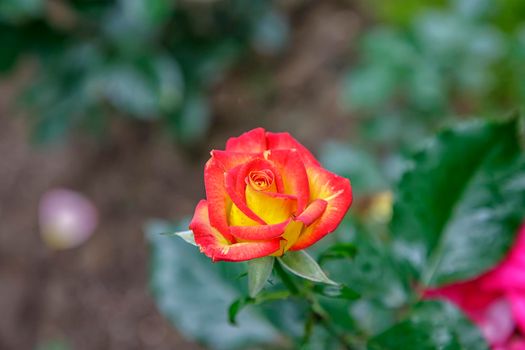 Top view of delicate colorful rose on blurred background with copy space