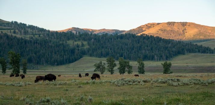 Bison graze in Lamar Valleyat Yellowstone National