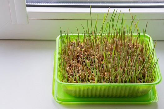 grass tray for feeding animals on the windowsill