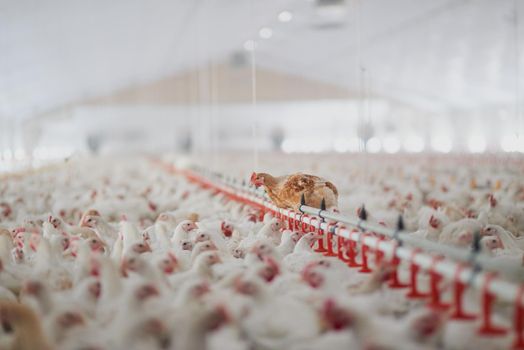 Welcome to the henhouse. Shot of a large flock of chicken hens all together in a big warehouse on a farm.