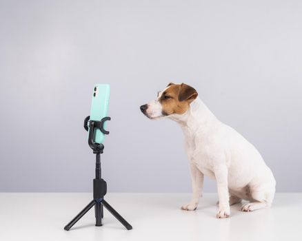 Jack Russell Terrier dog live streaming on smartphone.
