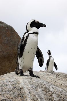 On the lookout for lunch. Shot of penguins perched on a rock at Boulders Beach in Cape Town, South Africa.