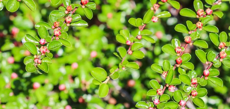 Small pink flower buds of a cotoneaster horizontalis bush in the garden in spring