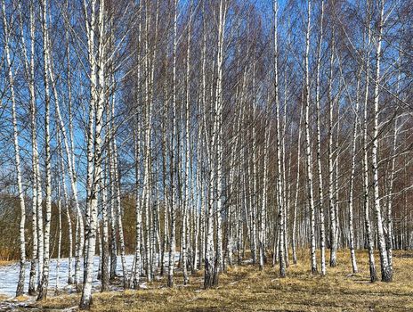 Spring in a birch grove. Unmelted snow. Tall trunks against the blue sky
