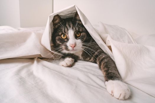 Funny playful tabby cat under white sheet in bed