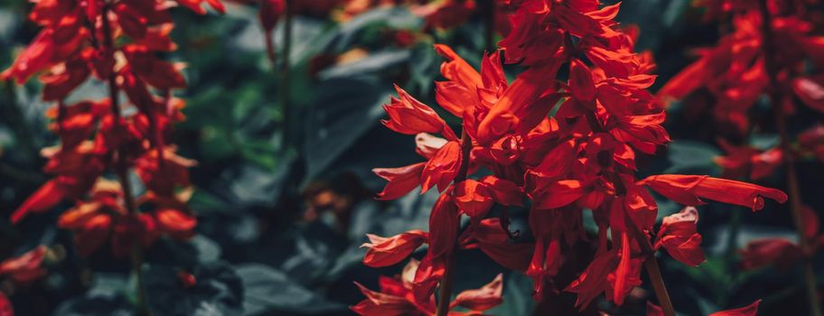 BANNER Real Abstract nature photo background. RED Salvia splendens Herbaceous perennial. Macro close Bedding Edging flower plant. Inflorescence petal bloom. Botanic study, garden care, summer evening