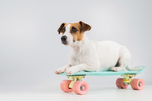 Dog on a penny board on a white background. Jack Russell Terrier rides a skateboard in the studio.
