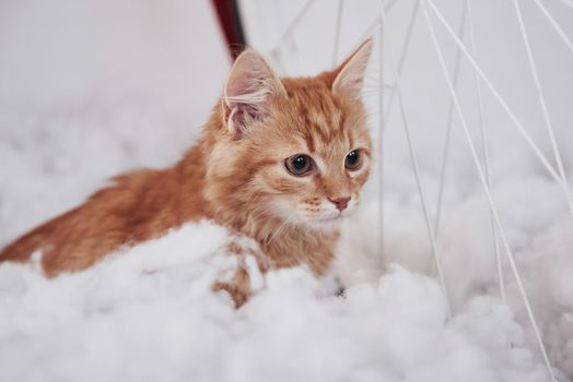 Close up view of cute cat on the fluffy white bed. Lovely nice pet.