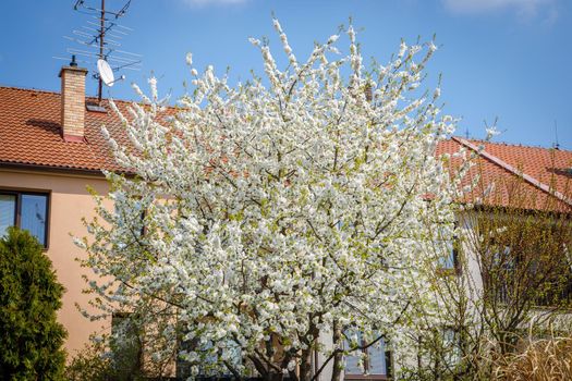 Large blooming bird cherry in the spring against the backdrop of a building in the garden