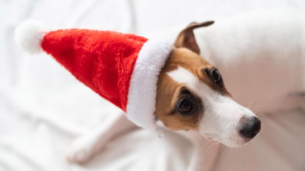 Jack russell terrier dog in santa claus hat lies on a white sheet. Christmas greeting card