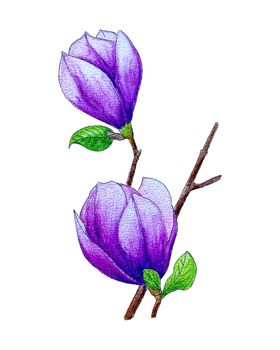 Magnolia flower pink lilac hand drawing with watercolor pencils, isolated, white background.