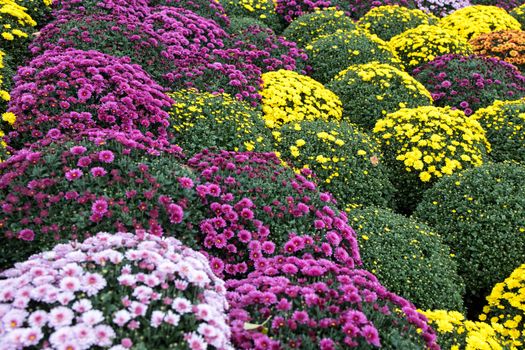 White, pink, red or yellow chrysanthemum plants in flower shop. Bushes of burgundy chrysanthemums garden or park outdoor. Chrysanthemum flower with leaves pattern colorful floral background as card