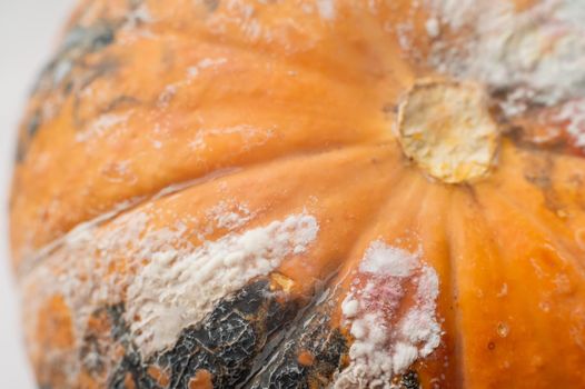 Close-up of a spoiled pumpkin in mold