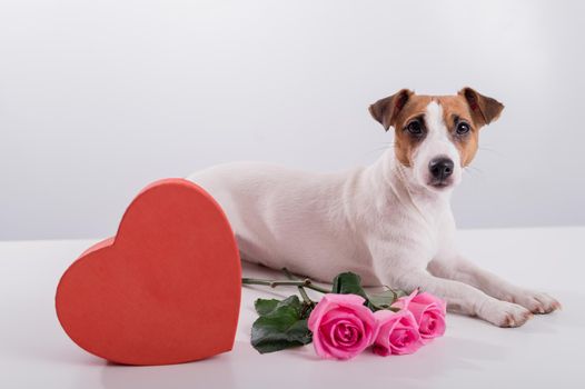 Jack Russell Terrier sits next to a heart-shaped box and a bouquet of pink roses. Dog on a date