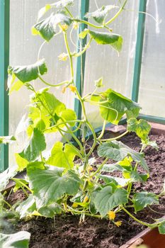 Cucumber flower in the garden on the Bush.Cucumber sativus. Cucumber growing .Cultivation of vegetables. Agriculture.Seedlings in the greenhouse. Growing of vegetables in greenhouses