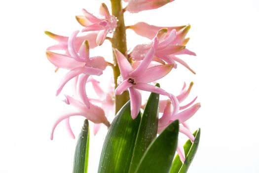 Hyacinth Pink Surprise Dutch Hyacinth . Spring flowers. The perfume of blooming hyacinths is a symbol of early spring. Fresh early spring purple and pink hyacinth bulbs.Flowerbed with hyacinths.