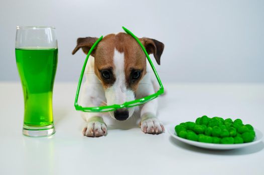 Dog with a mug of green beer and glazed nuts in funny glasses on a white background. Jack russell terrier celebrates st patrick's day