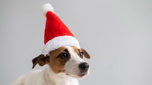 Portrait of a dog jack russell terrier in a santa claus hat on a white background. Christmas greeting card