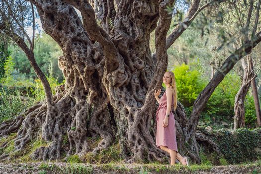 woman tourist looking at 2000 years old olive tree: Stara Maslina in Budva, Montenegro. It is thought to be the oldest tree in Europe and is a tourist attraction. In the background the montenegrin mountains. Europe