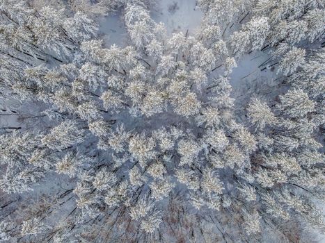 Aerial view of a winter snow-covered pine forest. Aerial drone view of a winter landscape. Snow covered forest