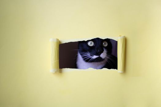 Cute black kitten with a white muzzle peeks into a rectangular hole on a yellow background