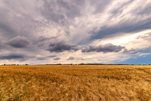 Stunning landscape of ripe barley and amazing cloudy sky
