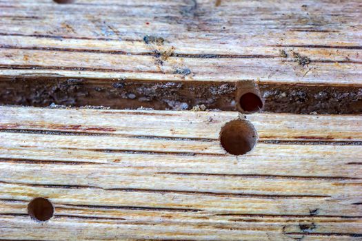 Close up of Ideal holes in the wood from a common furniture beetle