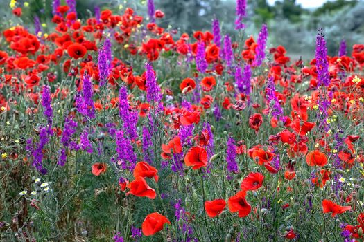 Purple flowers and poppies bloom in the wild field. Beautiful rural flowers with selective focus.