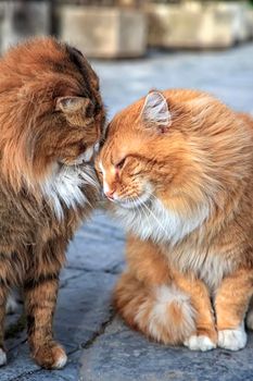 Beautiful couple of cats loving each other, lean their heads to each other