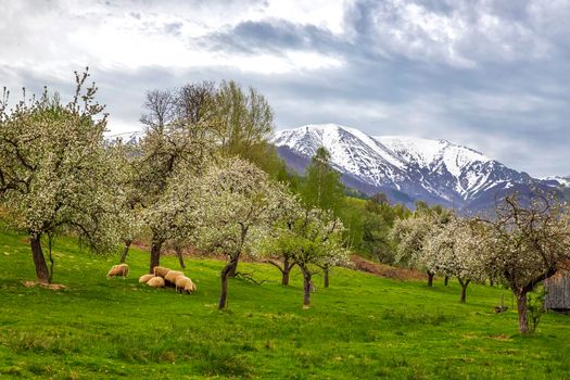 The landscape of sheep grazing green grass under flowering trees in the mountains with snow-capped hills