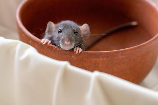 The head of a gray Dumbo rat on a white background, she sits in a clay plate and looks out, putting her front paws on the edge