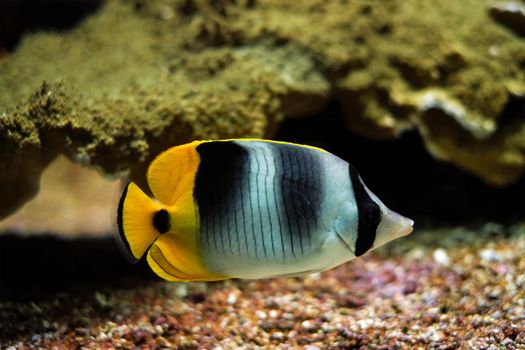 Pacific double-saddle butterflyfish Chaetodon ulietensis fish underwater in sea