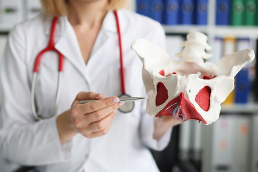 Gynecologist doctor holds model of bones of pelvic floor
