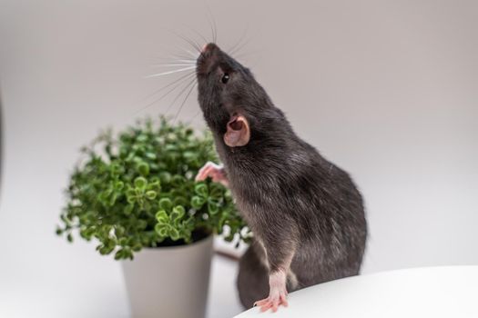 Domestic black dumbo rat sits and eats food on a spruce background. The concept of pets.