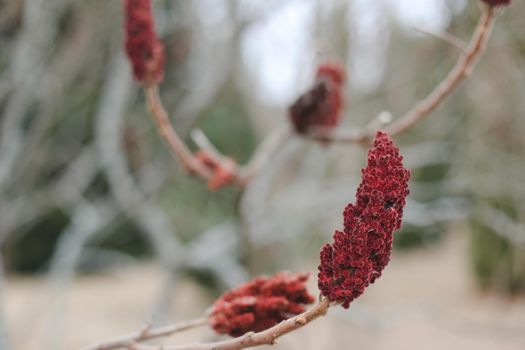 Close-up of a brown-red vinegar tree blossom. Staghorn sumac branch with seeds against blue sky. Rhus coriaria, Sicilian sumac, tanner's sumach, or elm-leaved sumach