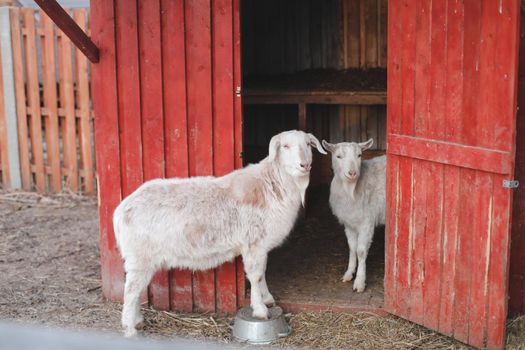 Goat on a farm. Agriculture, domestic cloven-hoofed animals.