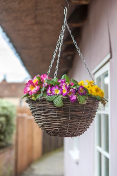 Multicolored primrose in a wicker willow basket, hung for decoration at the entrance to an old English house