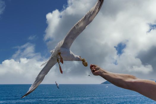 Flying seagull grabs a slice of bread from a male hand feeding him.