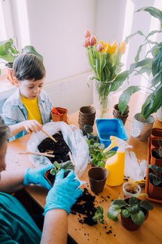The boy transplants flowers lifestyle . Preparation for the spring season. Planting flowers. Plant care. An article about transplanting plants.